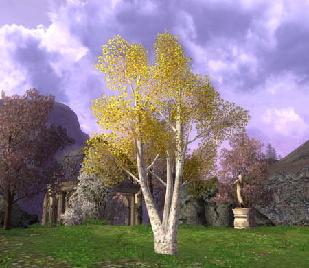 birch tree birch tree