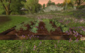 Vegetable garden